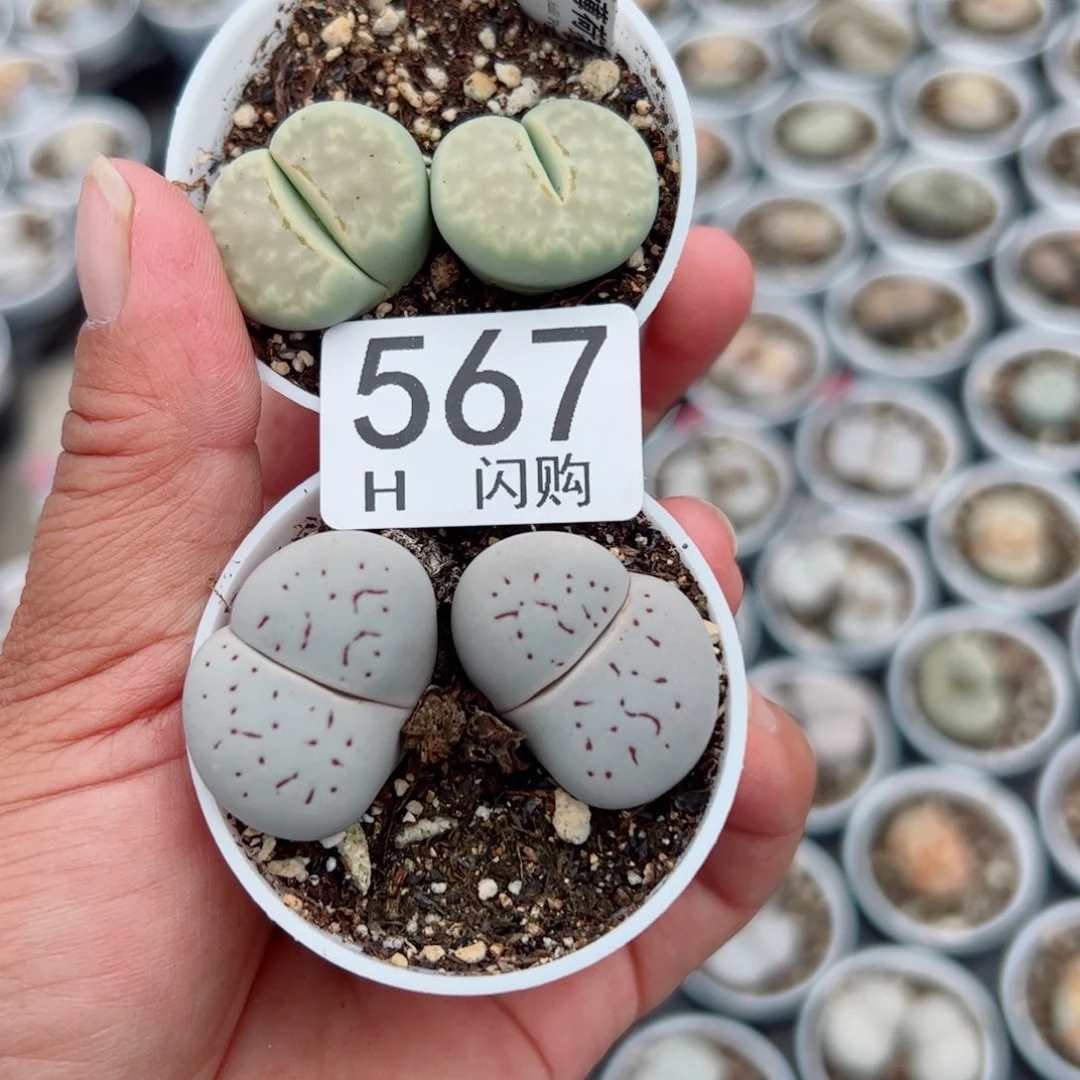 无花朵L****.我很喜欢这个H567