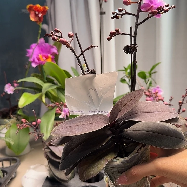 ****.大部分开放少量花苞603