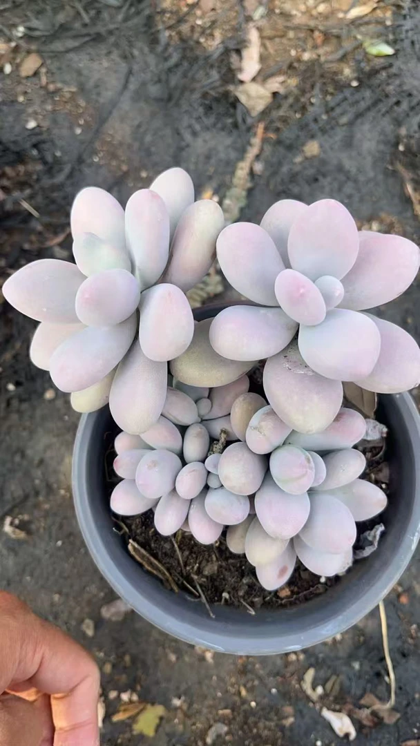 桃蛋 花开花卉 多肉植物 易养活 栽种养护