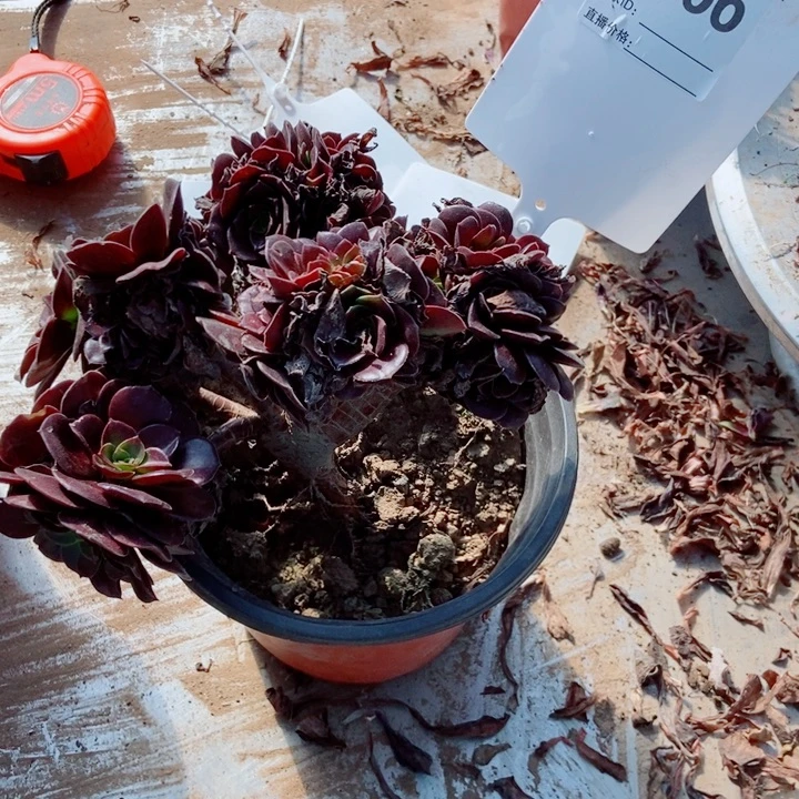 执***珉B166欧紫欧紫欧紫欧紫欧紫