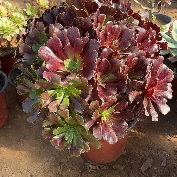 多肉植物欧若拉37