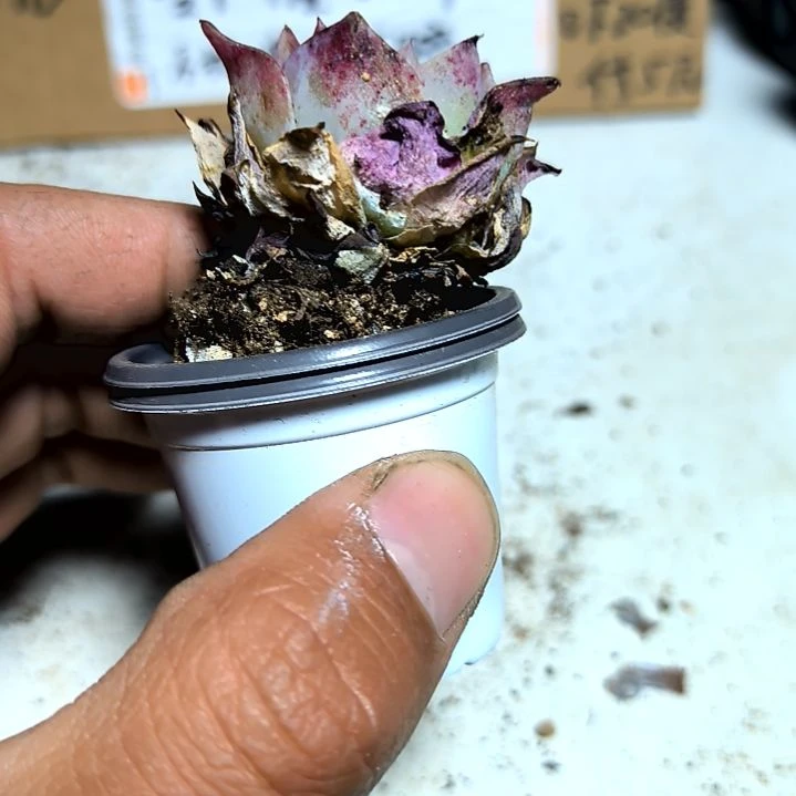 满6元包邮，翡翠塔老苗