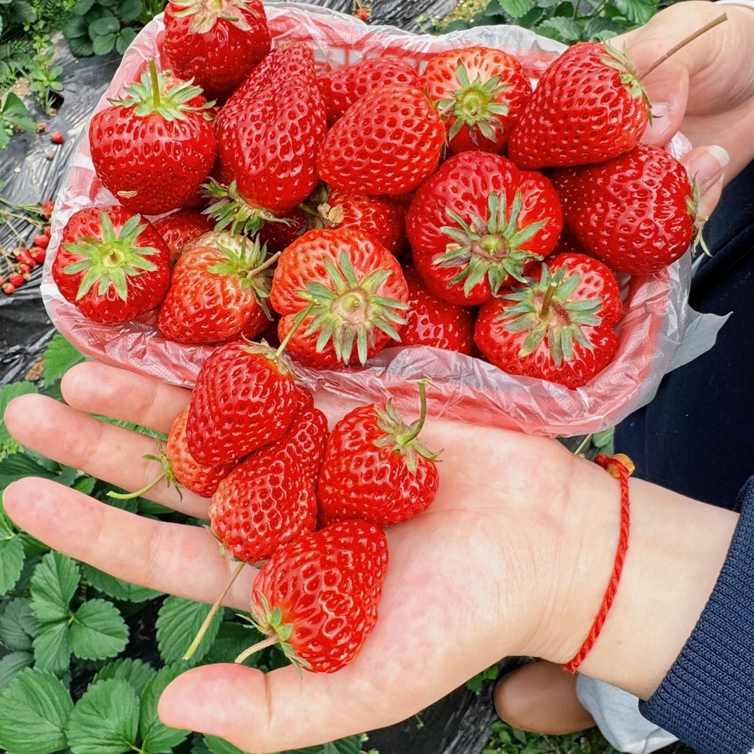牛奶草莓约 700g/蓝
