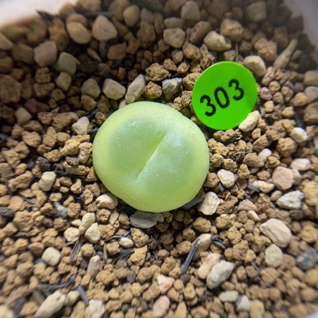 拉登1.8多肉植物303
