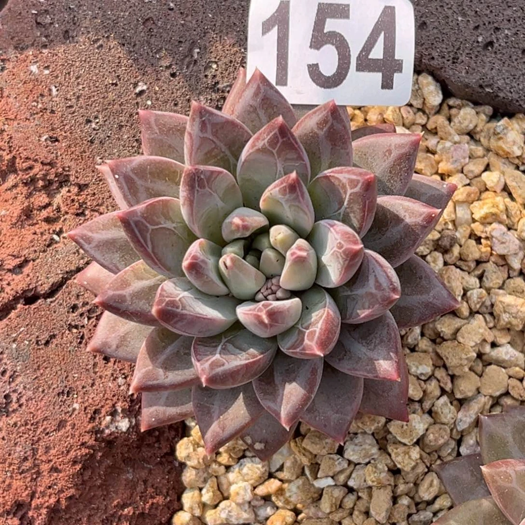 多肉植物幻影美人154