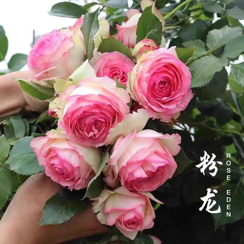 【粉龙】 爬藤月季  浓香大花  庭院花园露台 花墙 拱门
