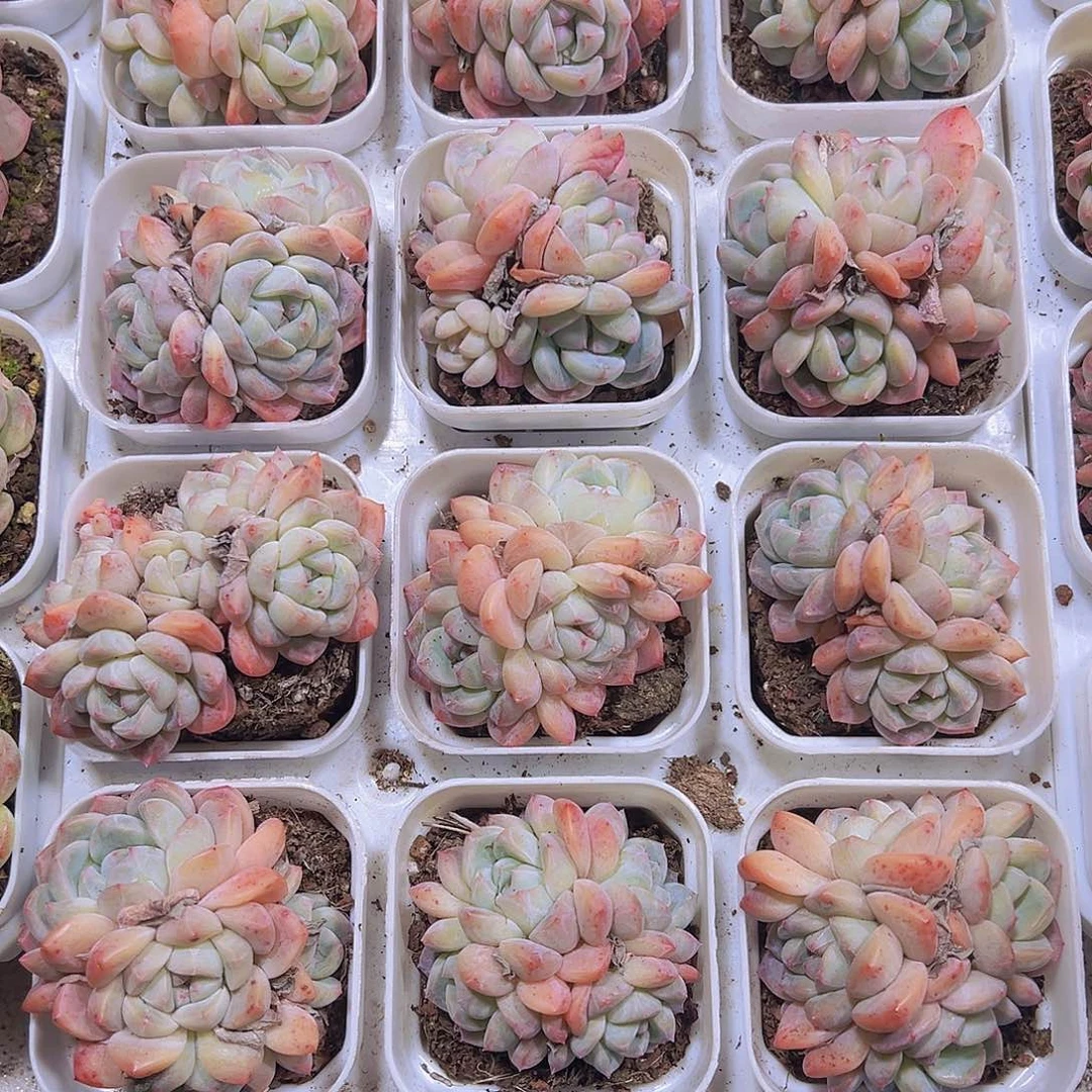 厚梦群19包邮多肉