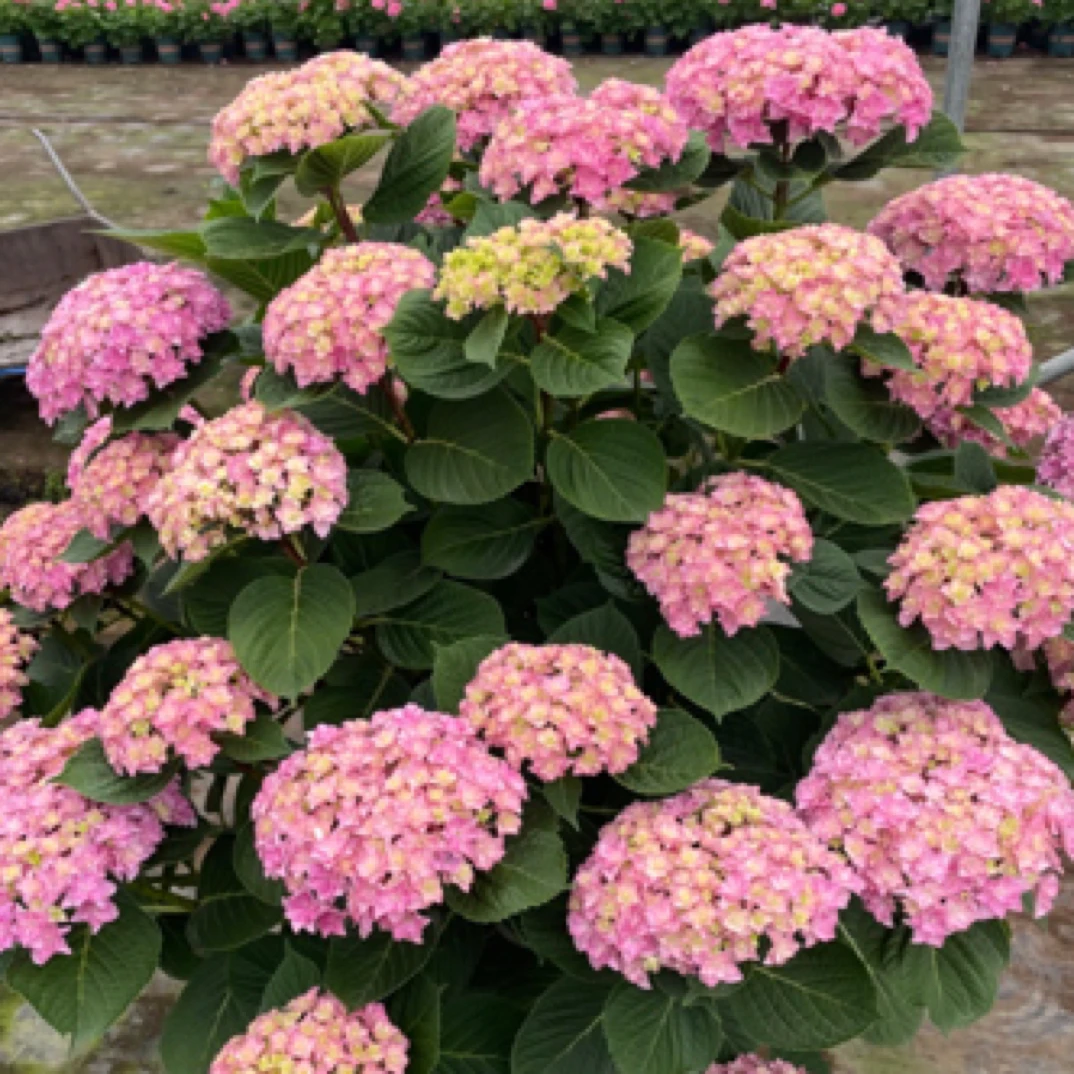 【太阳神殿5加】粉紫色绣球 露天老桩 贵州基地包邮直发