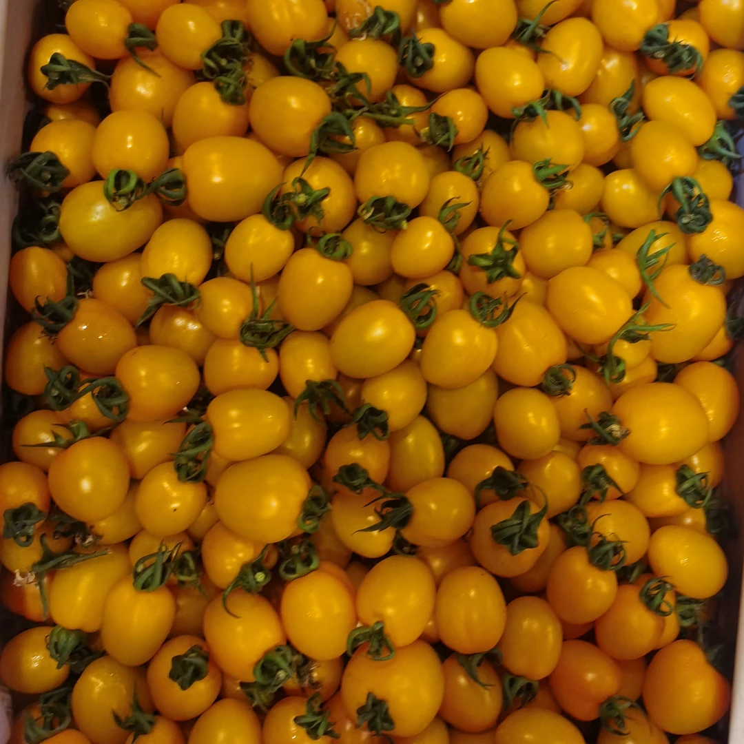 水果柿子彩色三拼二斤装