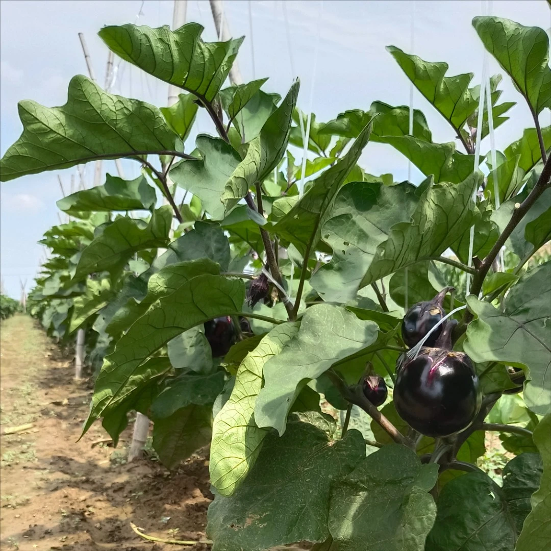 新鲜圆茄子自家种植当季蔬菜紫黑园茄鲜嫩产地直发直达餐桌