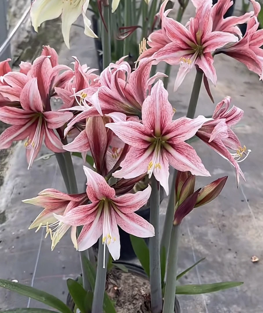 【甜蜜莉莉安】~青州品韵进口朱顶红种球单瓣进口球