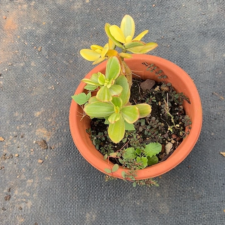 Y***D多肉植物实物直播实物222