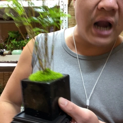 红陶一物一拍所见即所得53