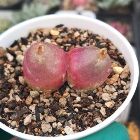 多肉肉锥 3.5Cm 双头灯泡