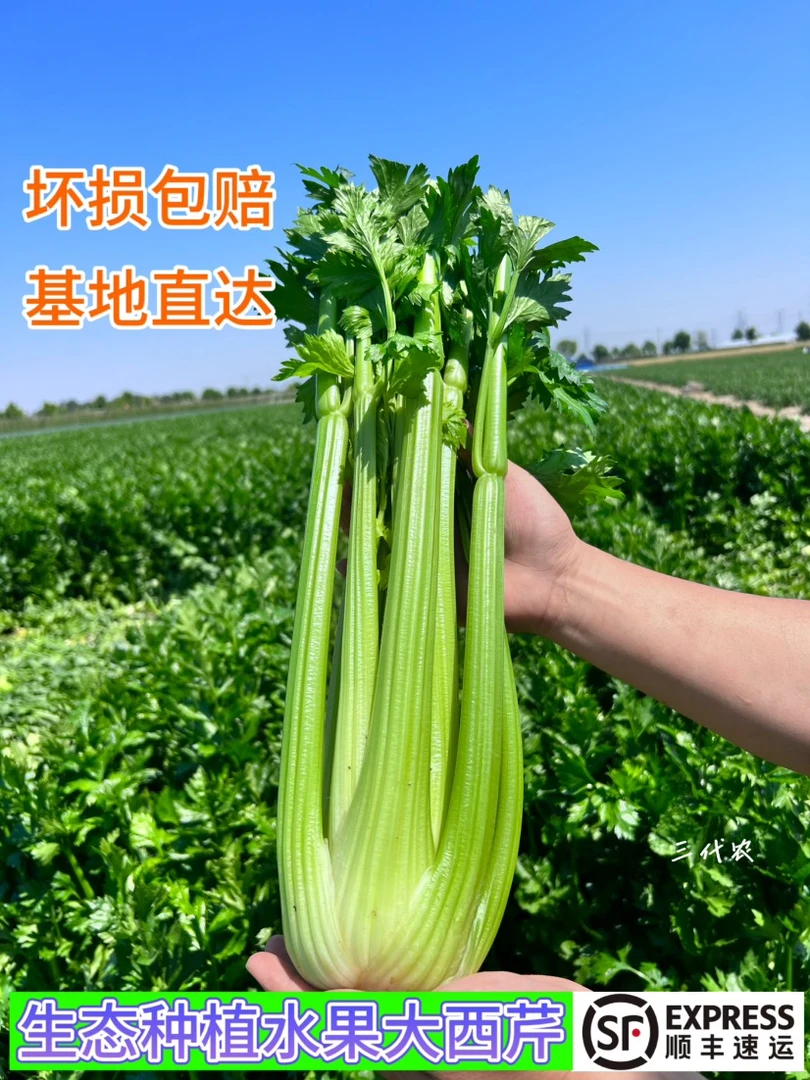 {顺丰冷链}榨汁9斤山东寿光农家土肥料露天种植水果西芹生吃榨汁