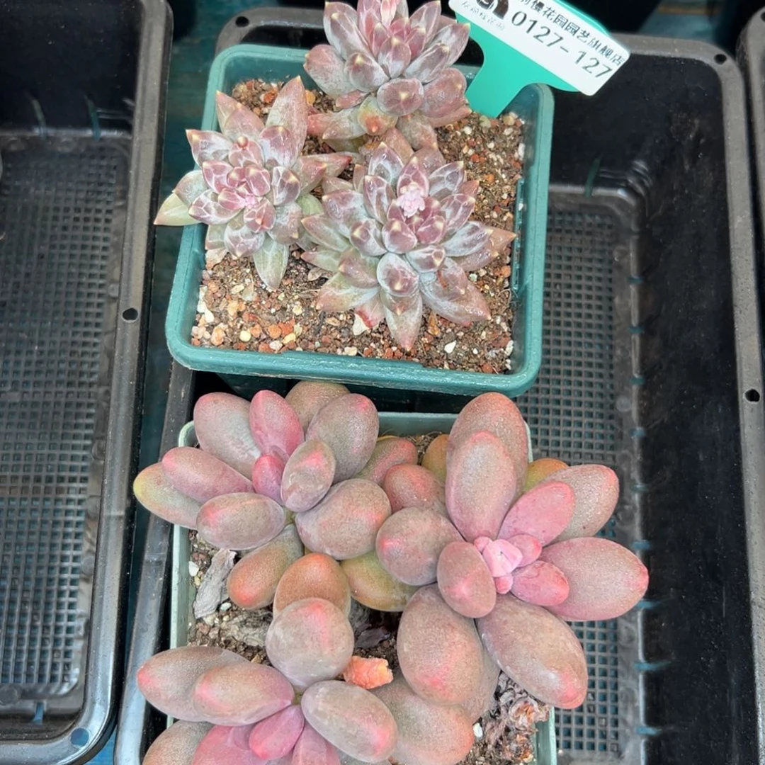 多肉一物一拍0127-127