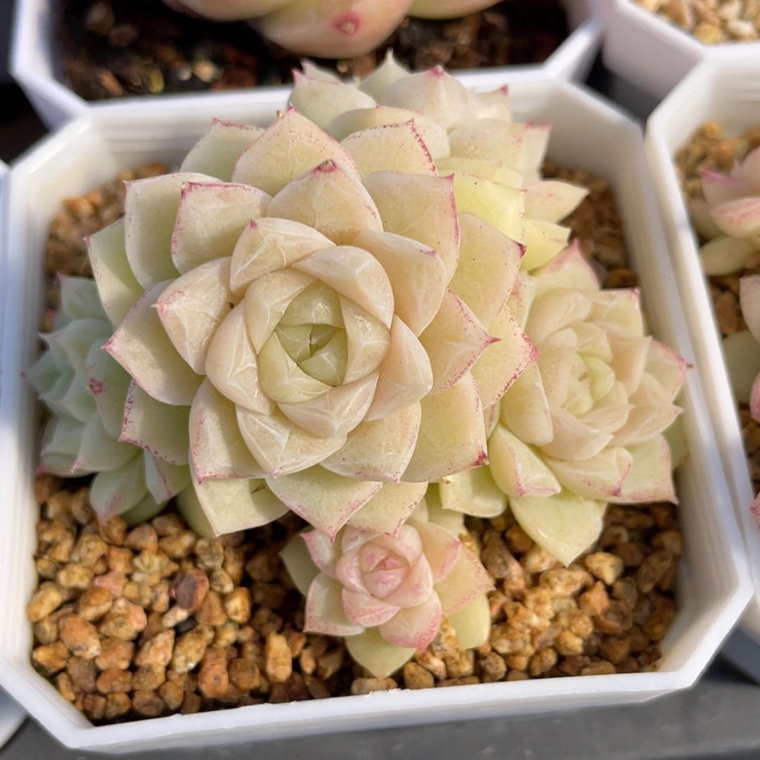 优选玫瑰花女王多肉2911