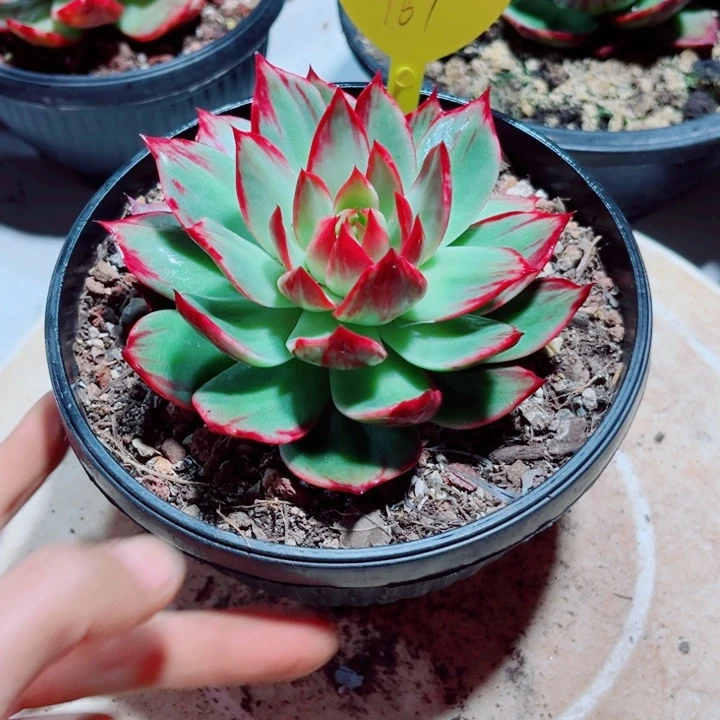 惊鸿仙子多肉植物167