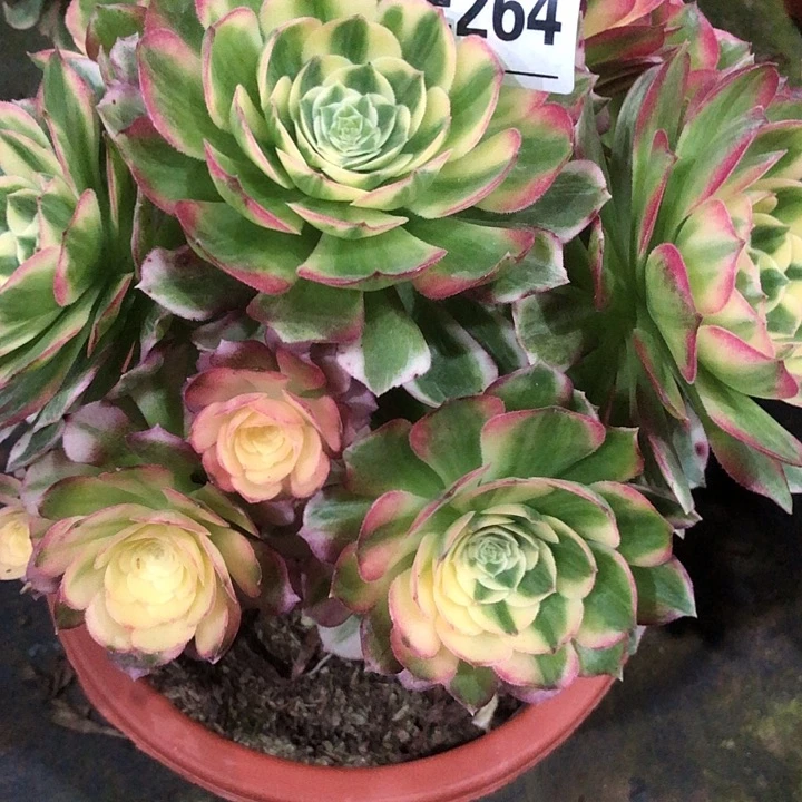 海鲜多肉264000000000