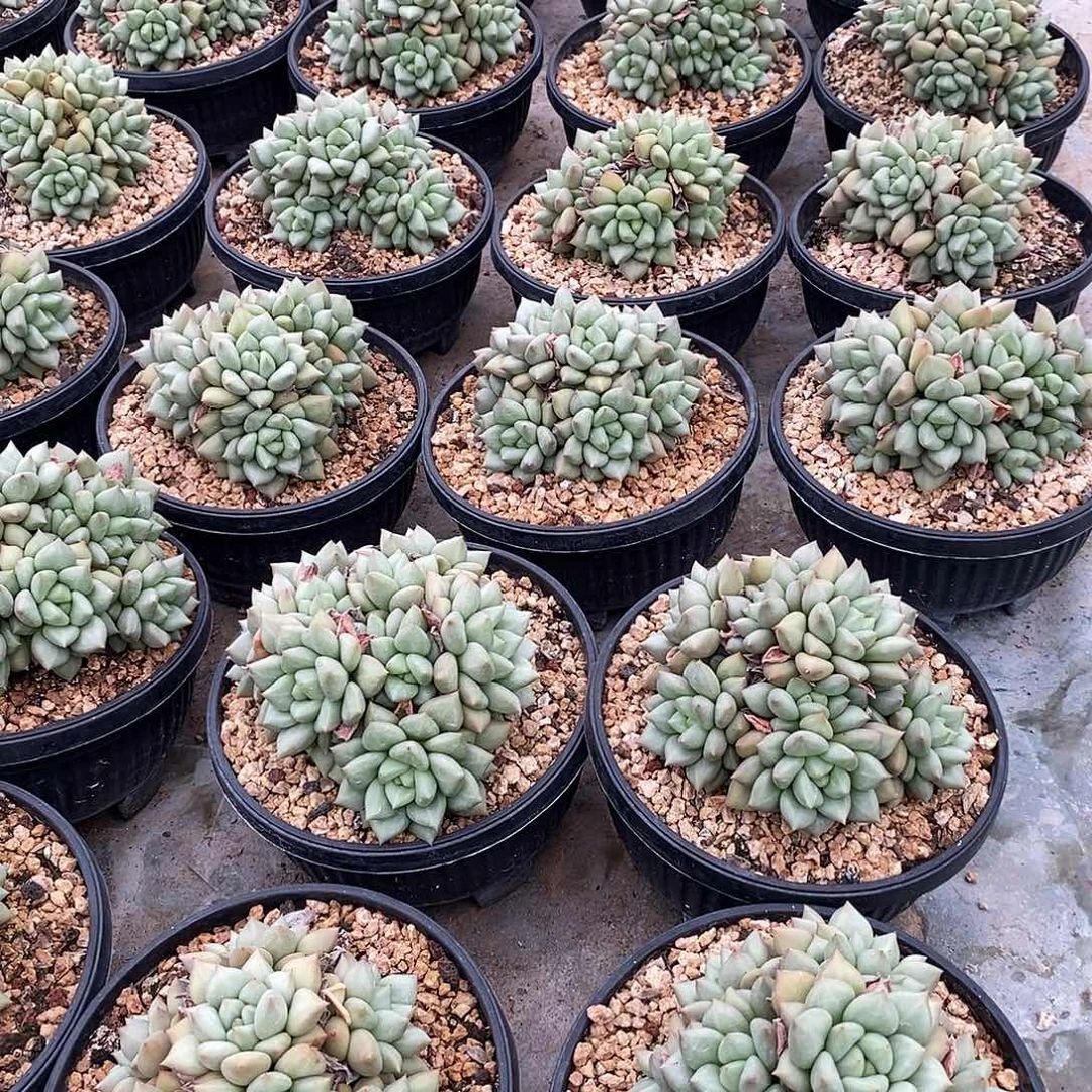 6头起，可以挑，4546466464