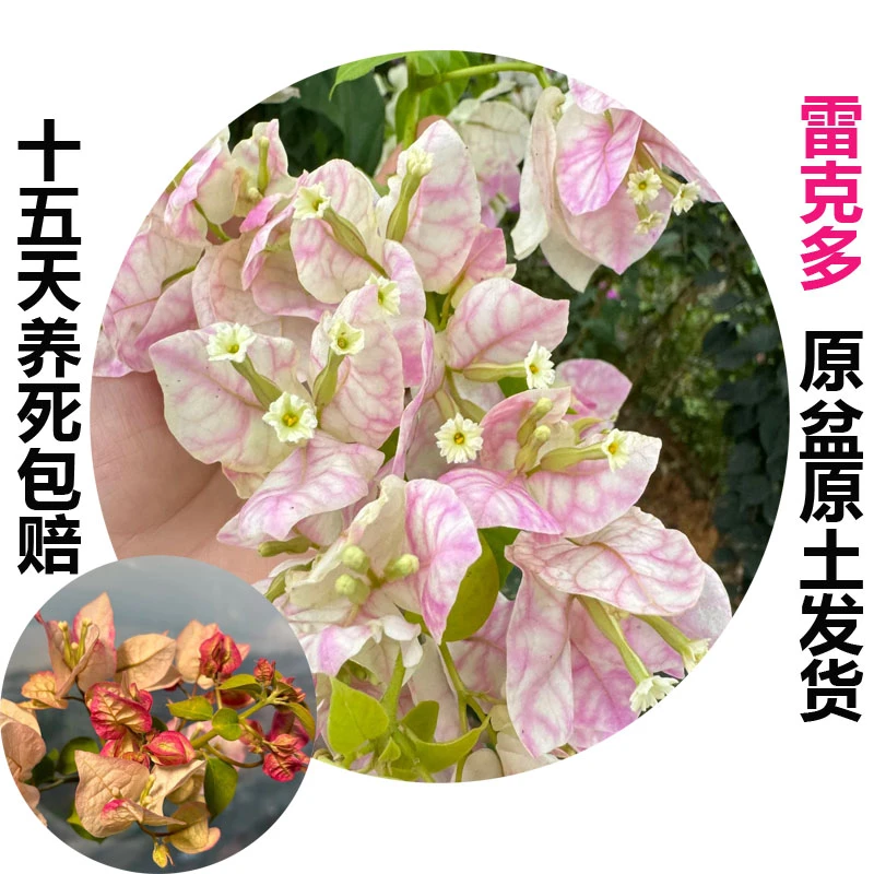 雷克多(三角梅)原生大苗四季开花老桩爬藤植物