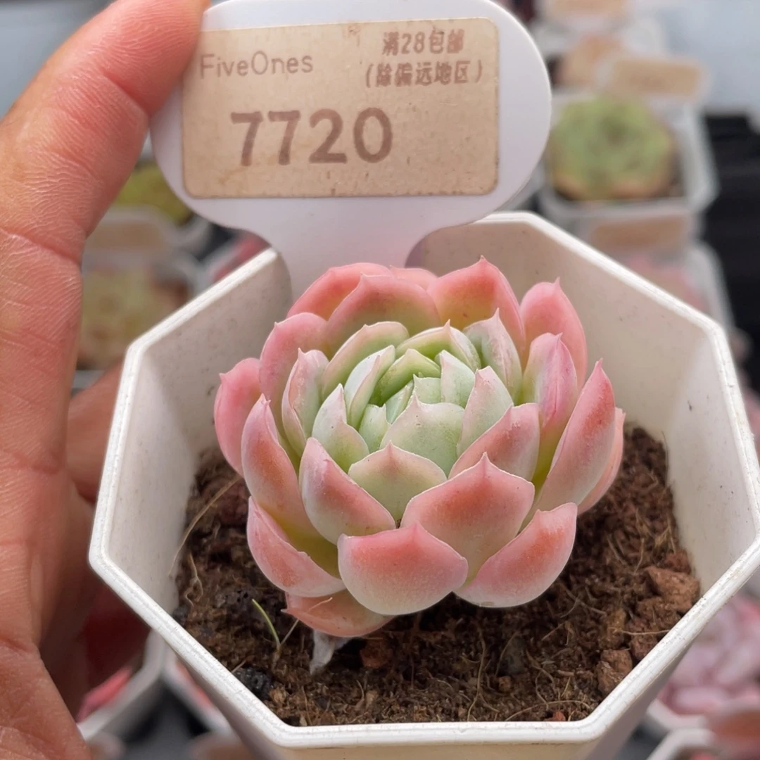 冰梅7720-4.5厘米