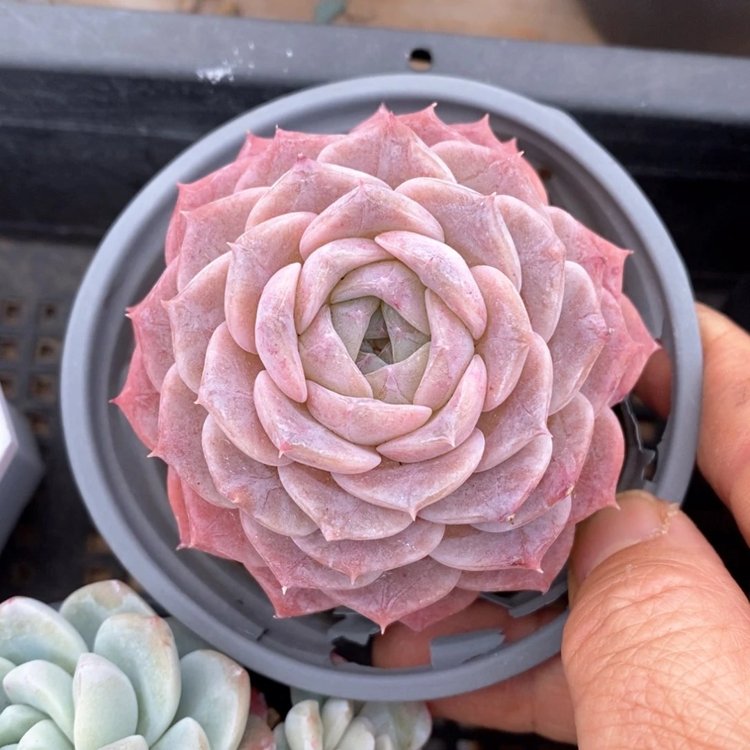 精品多肉一物一拍171