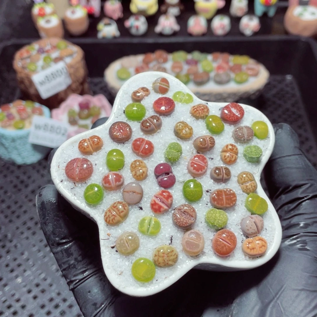 w8803--带盆土发货，零下地区拍保温箱