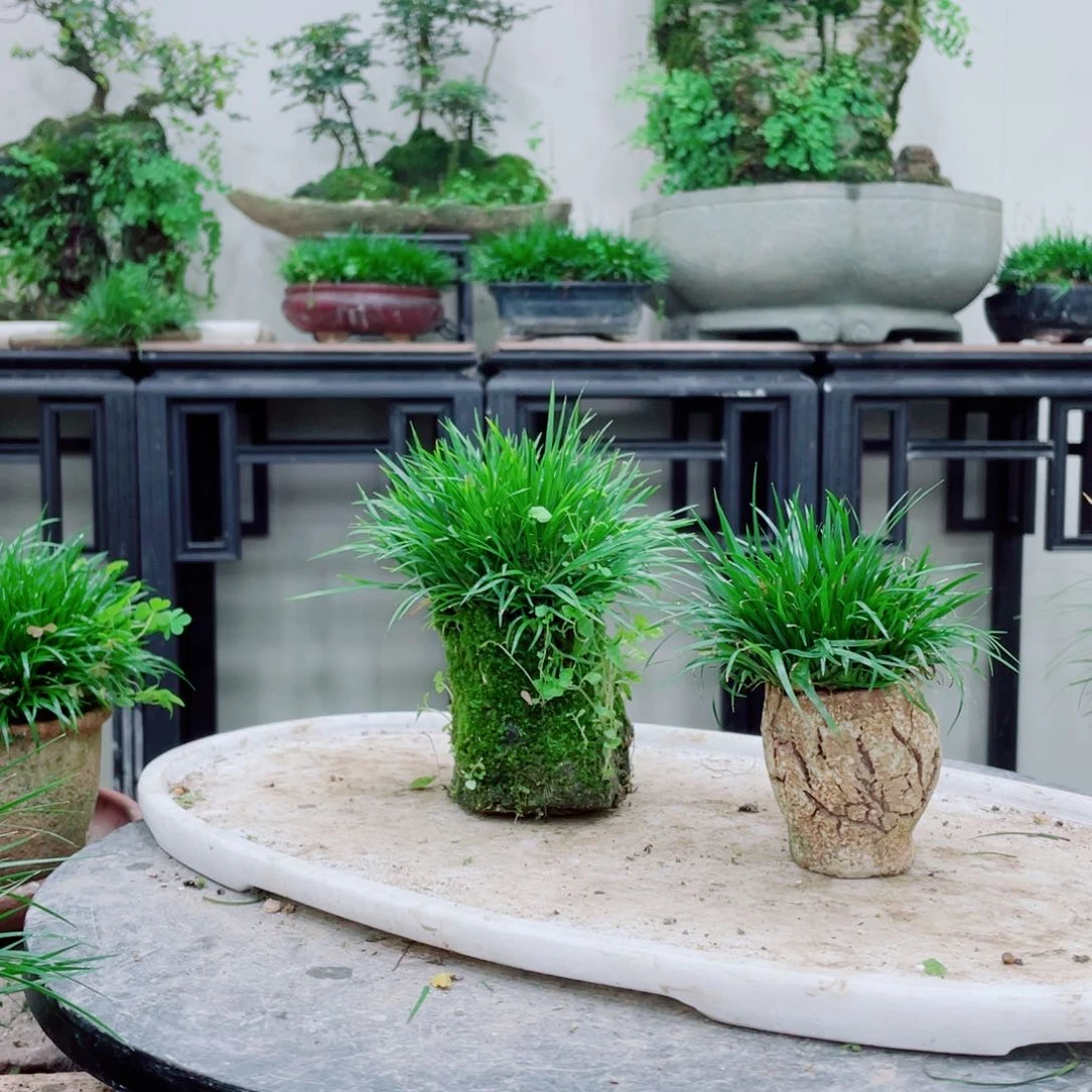 无铅玻璃美**活铁线蕨铁线蕨铁线蕨