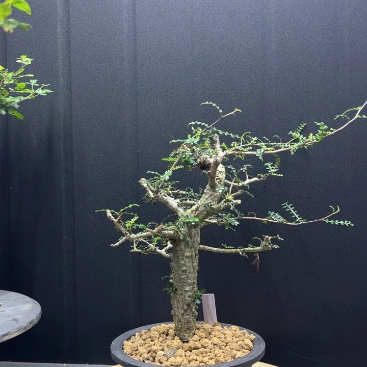 列加漆树一物一拍