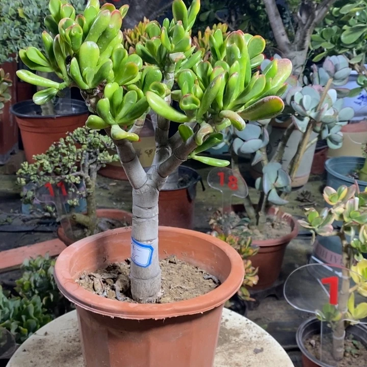 黄金大铲月一物一拍