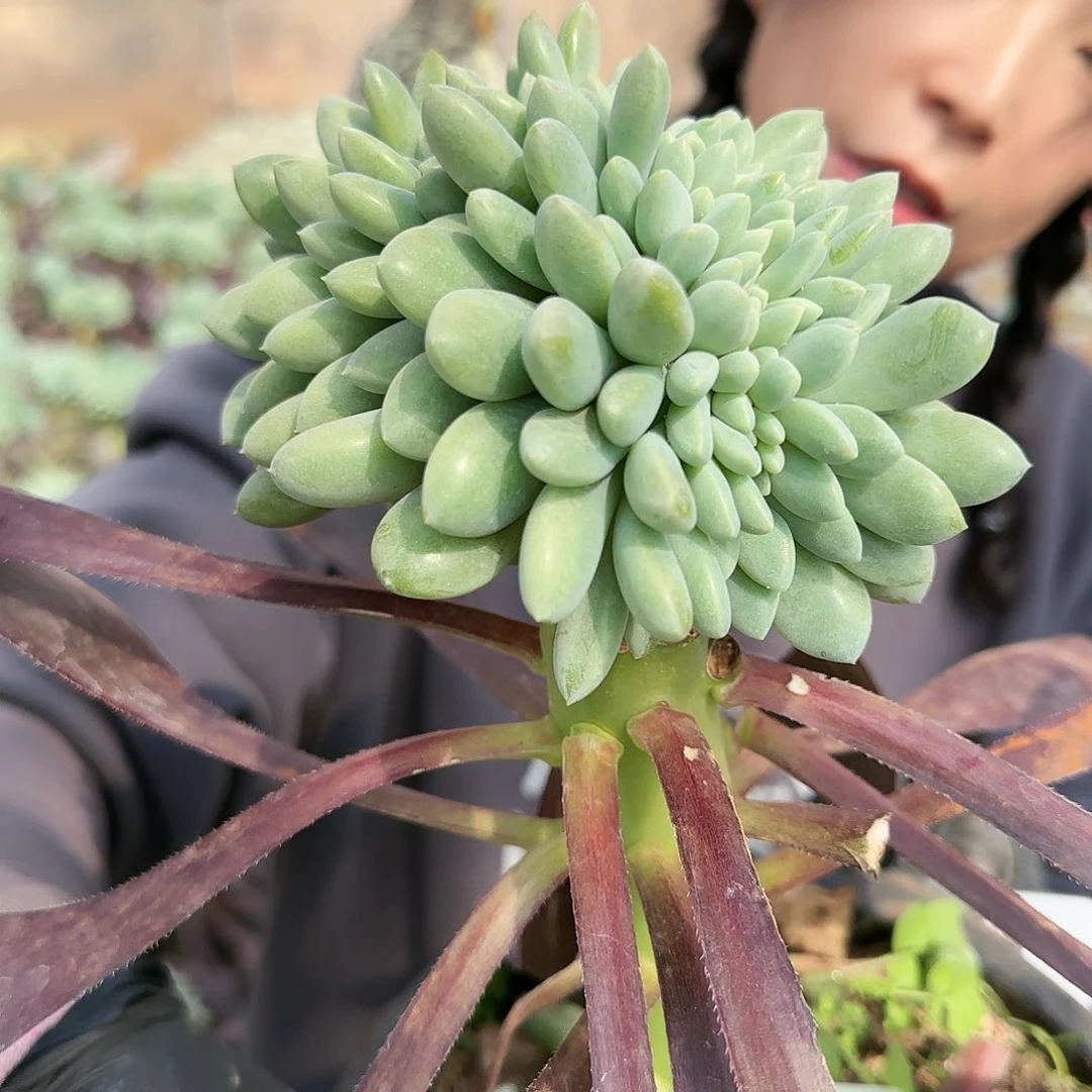 5007号奶糖缀108           肉