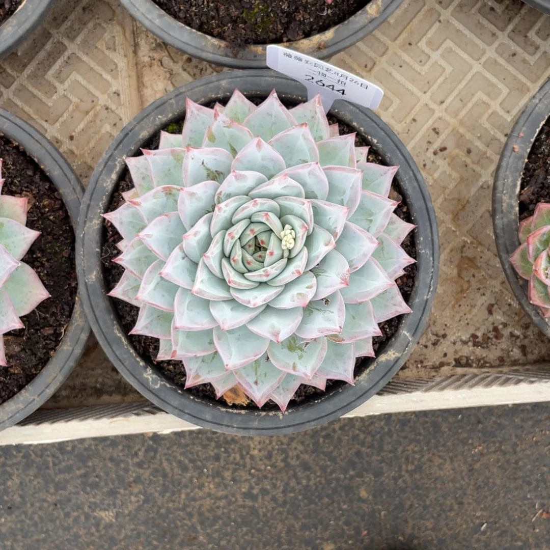 薇薇安园艺多肉2644