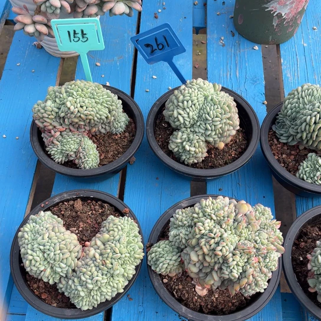 小雨多肉白胖子缀化