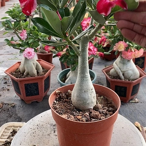 【闪购商品】无花朵游****1绿植