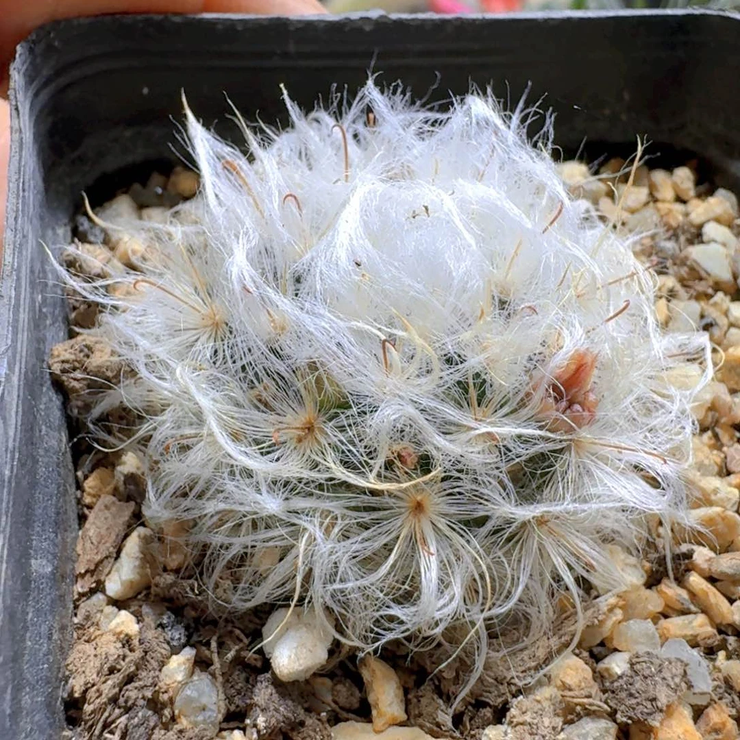 339白云高沙脱土发货