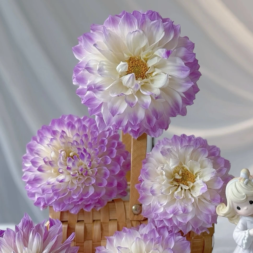 【拉姆齐】大丽花盆栽露台庭院花卉植物多年生好养护