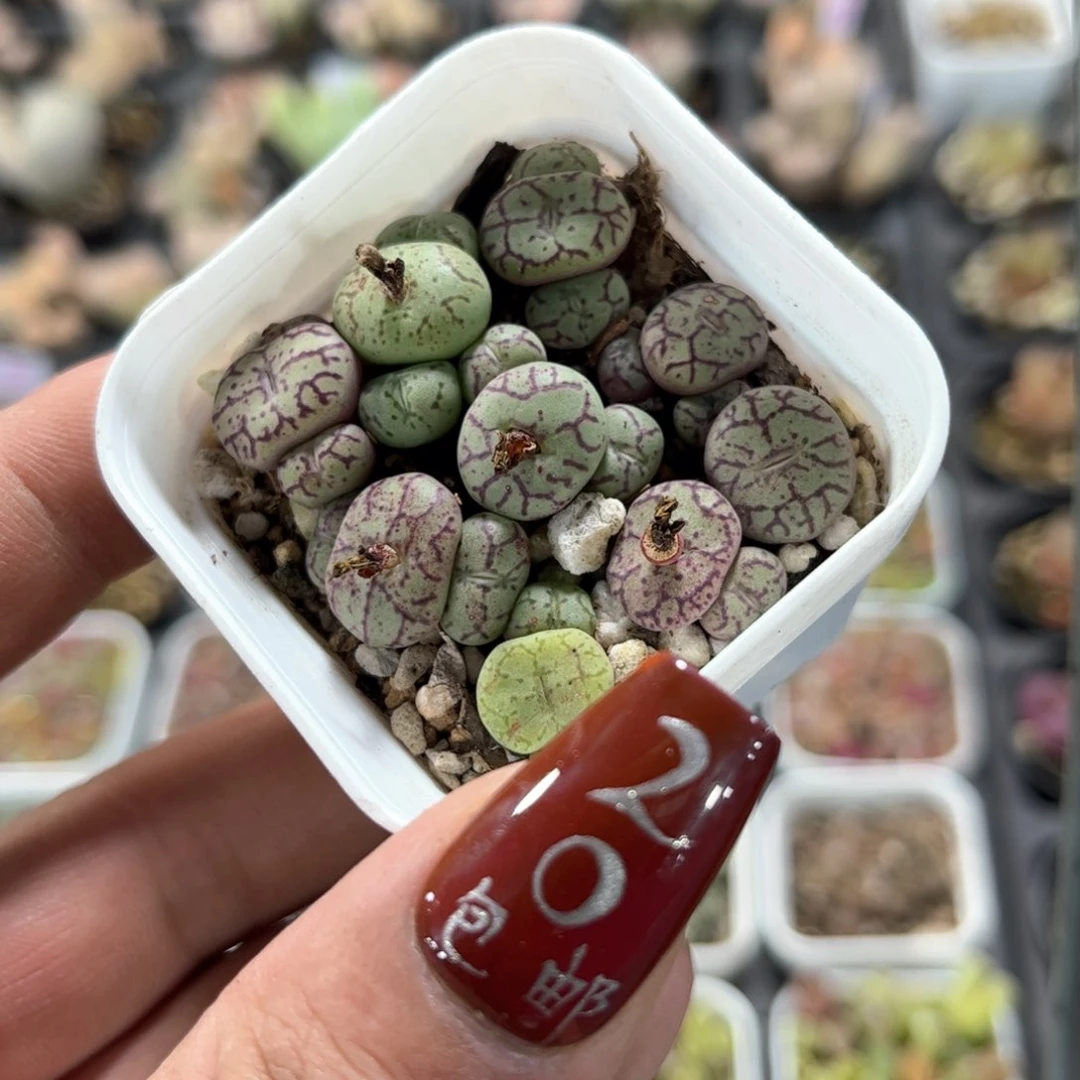 肉锥1号单头发货