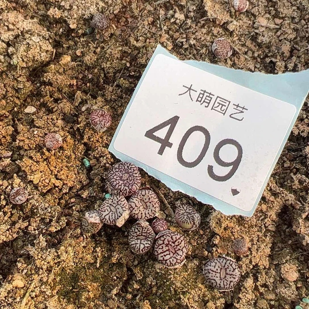 000409量拍墨小锥单头5颗