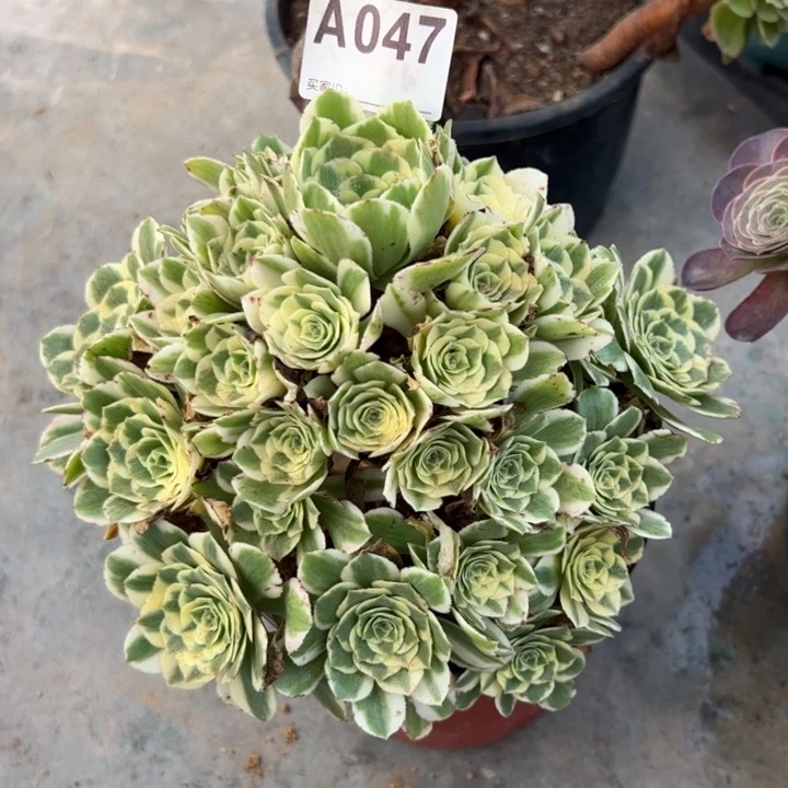 047迈巴赫20厘米左右