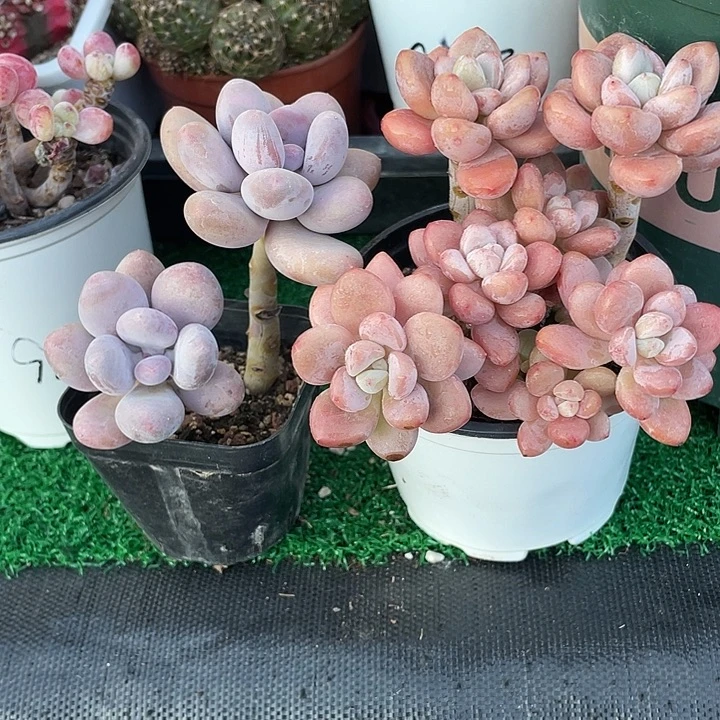 T***乖奶酪加洛神老桩带盆发货