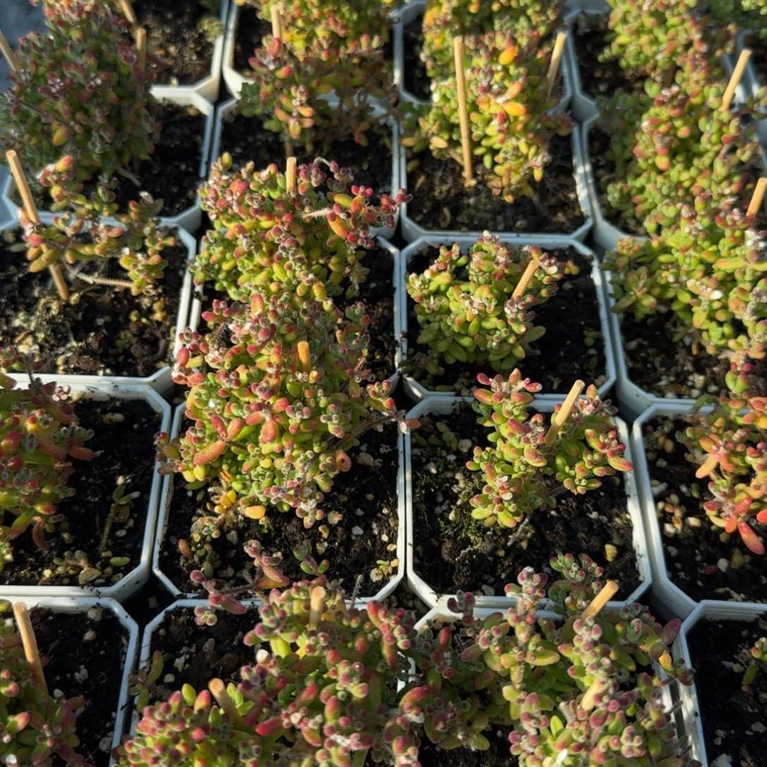 两盆红宝石带盆带土发