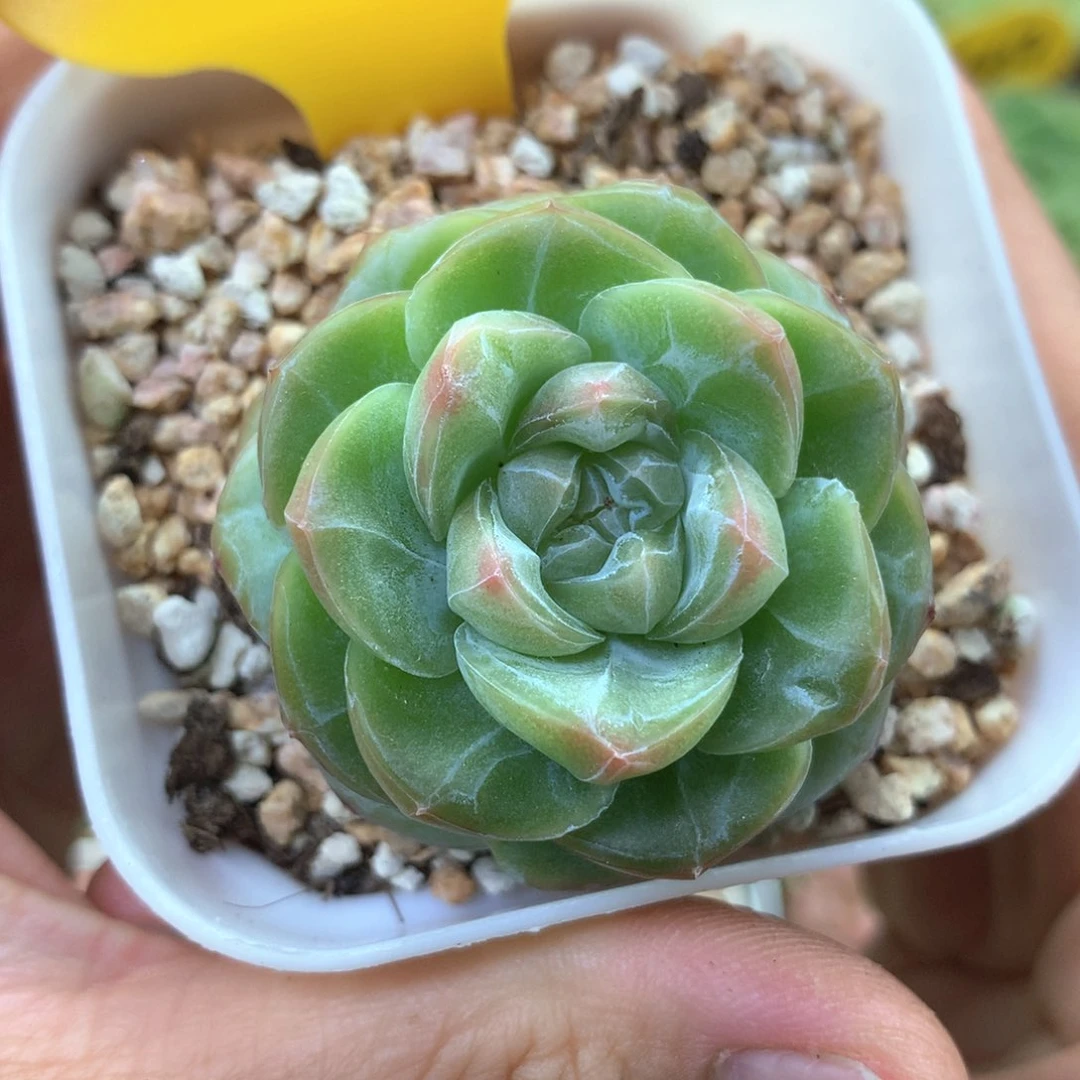 绿透暗纹珍妮单头2442