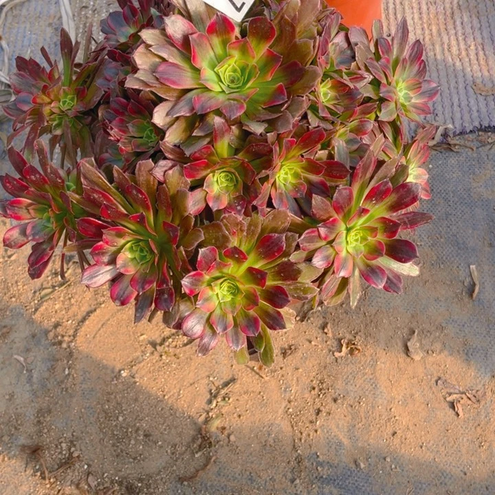 纽***鱼多肉安纳法师707