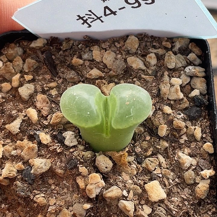 4-99极窗风铃多肉植物