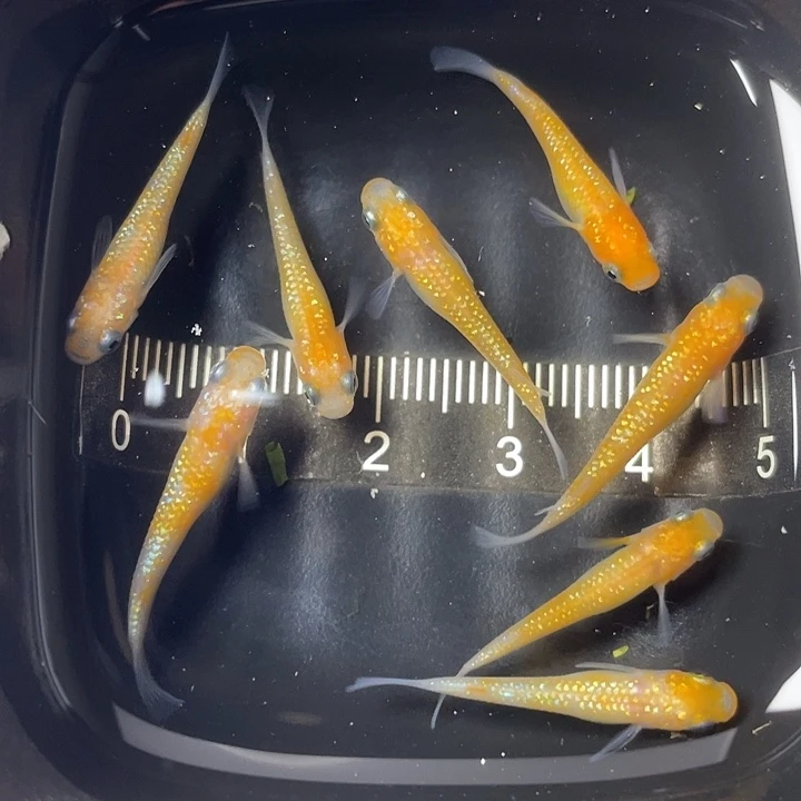 青鳉鱼上州王华8条，1号，满15包邮，可叠单