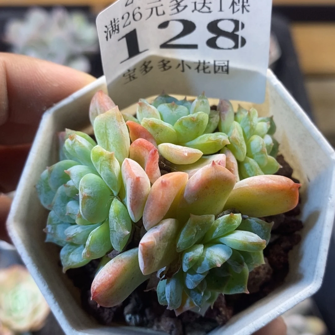 四头雪颜冰魄一物一拍满20包邮满26多送一颗多肉