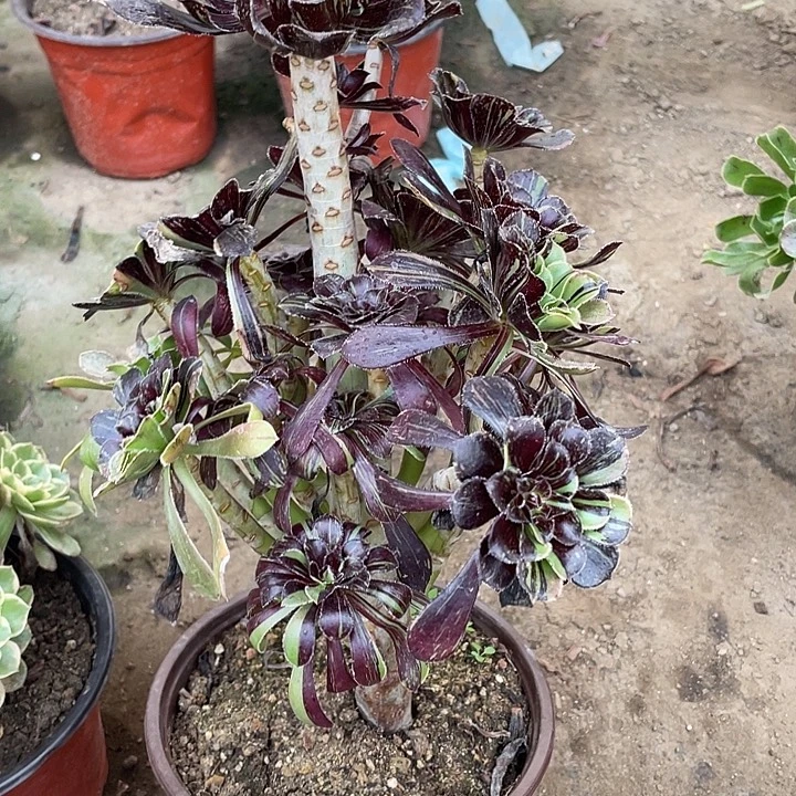 395水墨丹青多肉植物法师