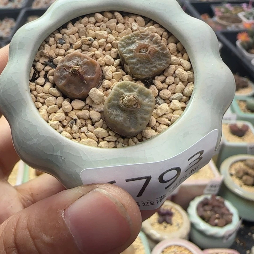 6793--一物一拍 带盆