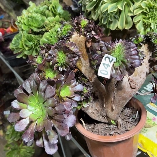 心***凉多肉植物一个妖黑同042